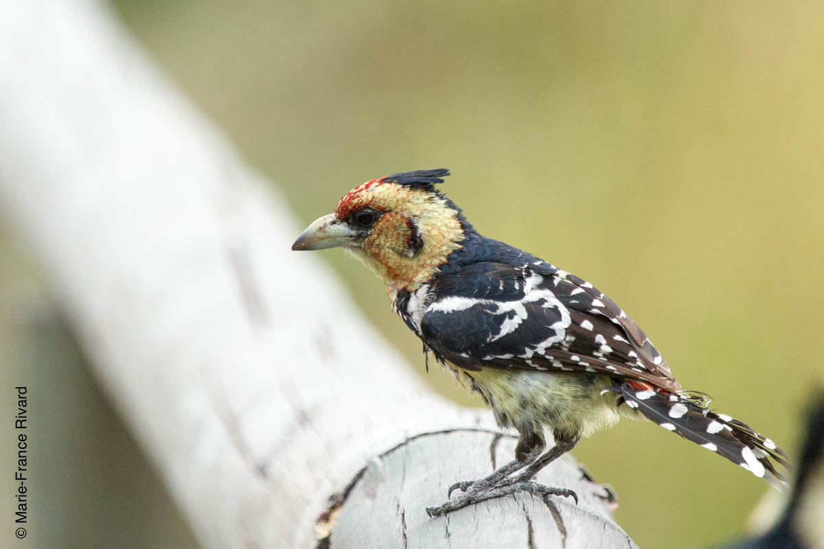 Crested barbet (barbican promépic) by Marie-France and Denis Rivard ©